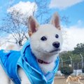 Laylaのわんちゃん占…