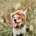 犬への正しい『褒め…