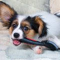 犬に使ってはいけな…