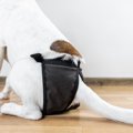 犬用おむつの正しい…
