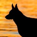犬の老いを感じたら