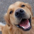 犬を飼っている人は…