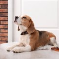 犬が『散歩に行きた…