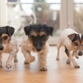 愛犬に負担をかけて…