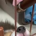 バズ動画★水を飲みな…