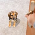 犬は「時間」を理解…