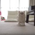 虫を仕留め損ねたチ…