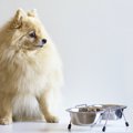 犬のご飯は毎日同じ…