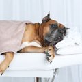 犬の顔のマッサージ…