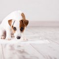 犬が自分のウンチを…