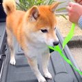 車で峠に行ったら、…