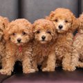 子犬の性格を見極め…
