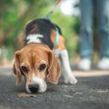 犬が苦手な『ニオイ…