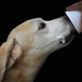 犬にも酵素を与えよ…