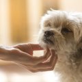 犬が『心の病気』に…