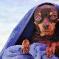 アトピカ┃犬のアトピ…