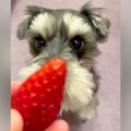マテをする犬に『よ…