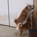 お出迎えにも個性が…