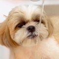 洗面台にすっぽりと…