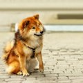 ポメ柴ってどんな犬…