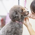 犬を飼っていて意外…