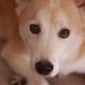 愛犬の名前を呼んで…