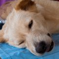 犬が何度も吐き続け…