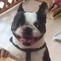 保護犬との生活 「あ…