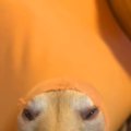ふとクッションを見…