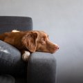 犬が『冷たい態度』…
