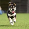 黒柴が人気な理由！…