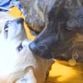 先輩犬に叱られ、甘…