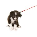 犬が散歩で歩かない…