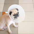 確認しよう！動物病…