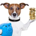 犬を飼うときにかか…