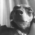 犬の入院治療が終わ…