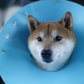 犬がエリザベスカラ…