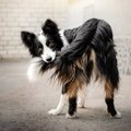 犬がしっぽを追いか…
