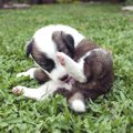 犬がお尻を舐めるの…
