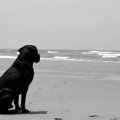 黒い犬は見た目で損…