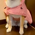 突然の大雨で『散歩…