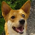 片目の保護犬ニコ。…