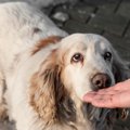 犬が初めて会った人…