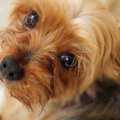 飼い主の不注意で何…