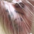 『耳にタトゥーが入…