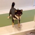 犬は『家族が1日いな…