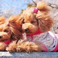 数十年前の犬と現代…