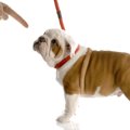実は間違い！犬に正…