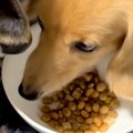 犬がごはんを食べて…