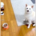 犬のご飯を用意して…